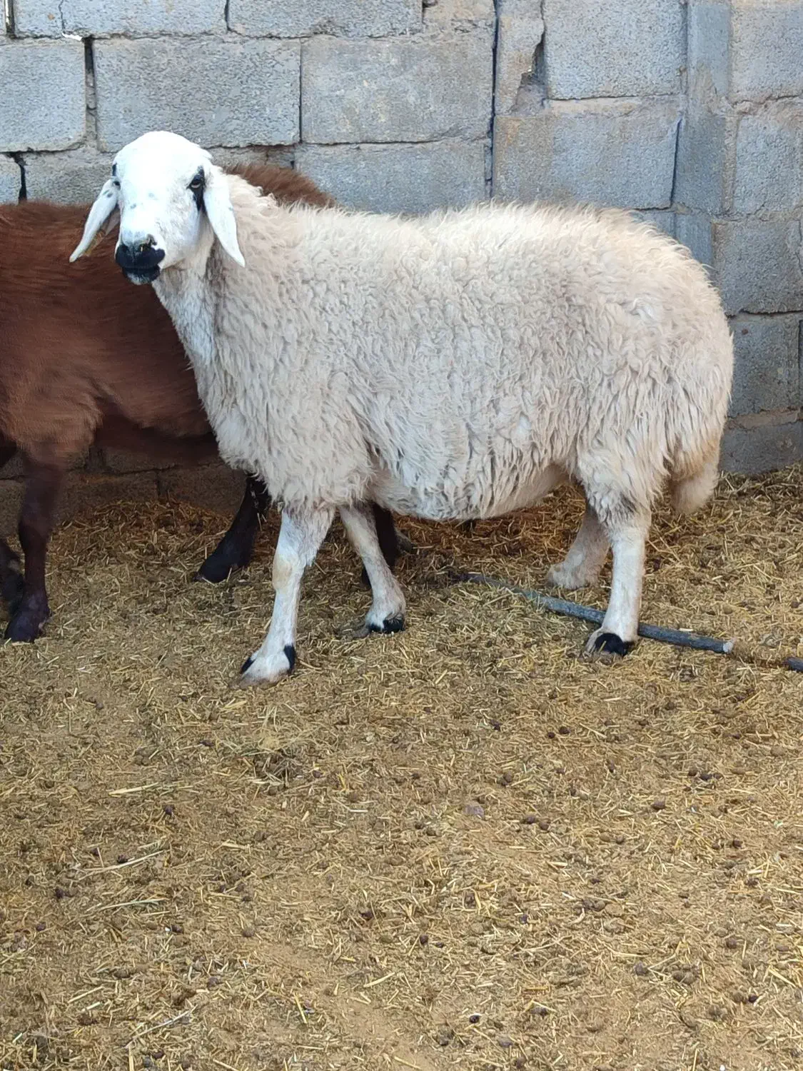 گوسفندمیش  سنجابی وهمو دوراس ابستن دوقولوزا|حیوانات مزرعه|کرمان, |دیوار