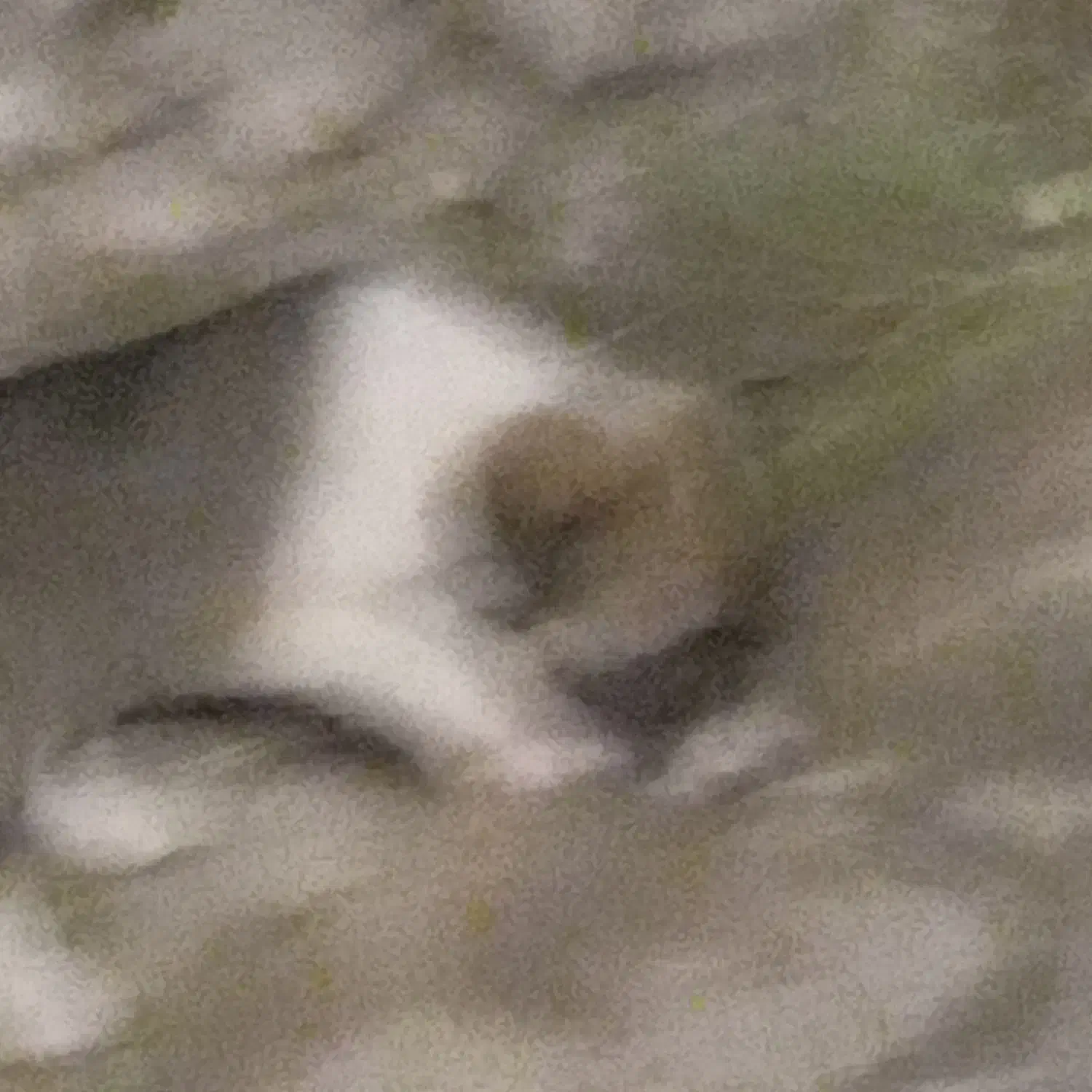 توله‌سگ‌ماده.رایگان|سگ|کلاله, |دیوار