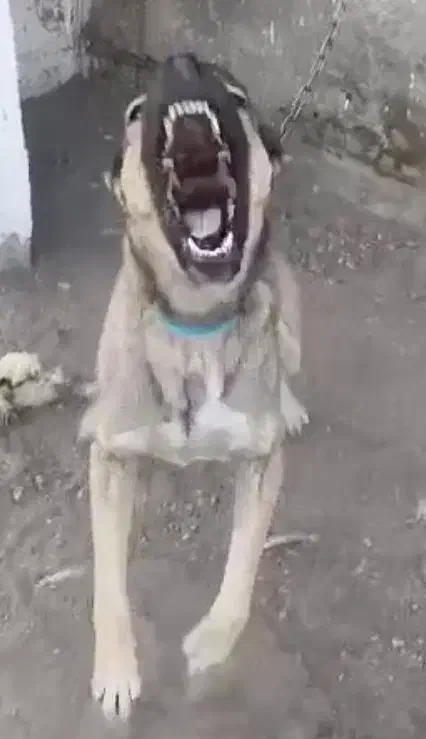 دو قلاده حیوون نگهبان شدید|سگ|صفادشت, |دیوار