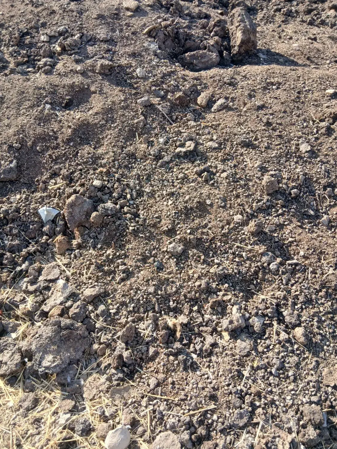 فروش کود حیوانی|خدمات باغبانی و درختکاری|کوهدشت, |دیوار