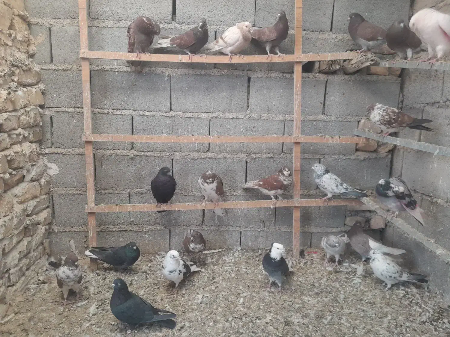 کبوتر پرشی|پرنده|آران و بیدگل, |دیوار