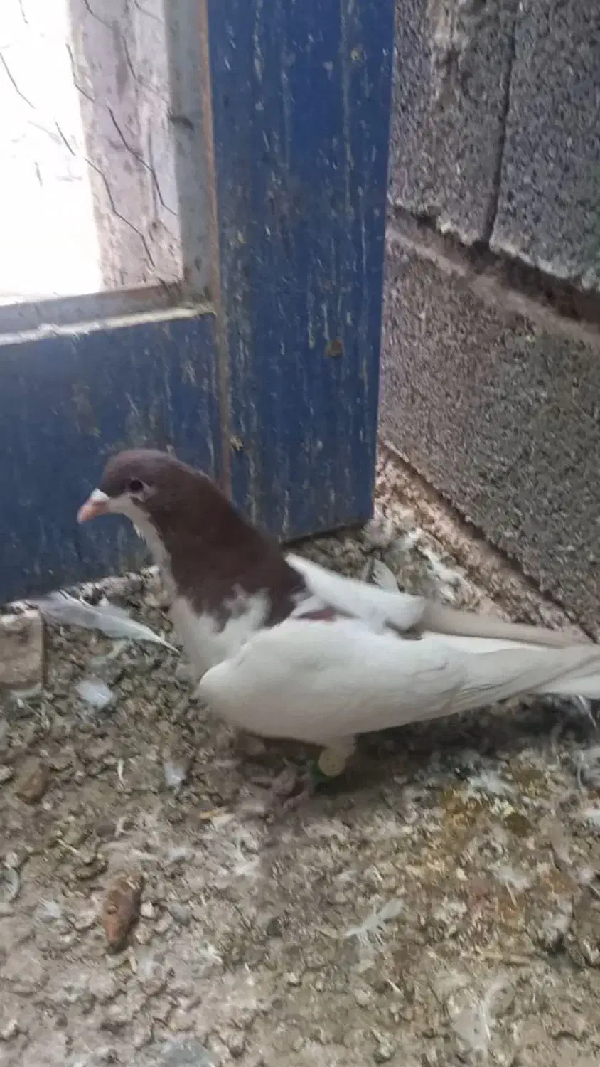 کبوتر رنگی|پرنده|قزوین, |دیوار