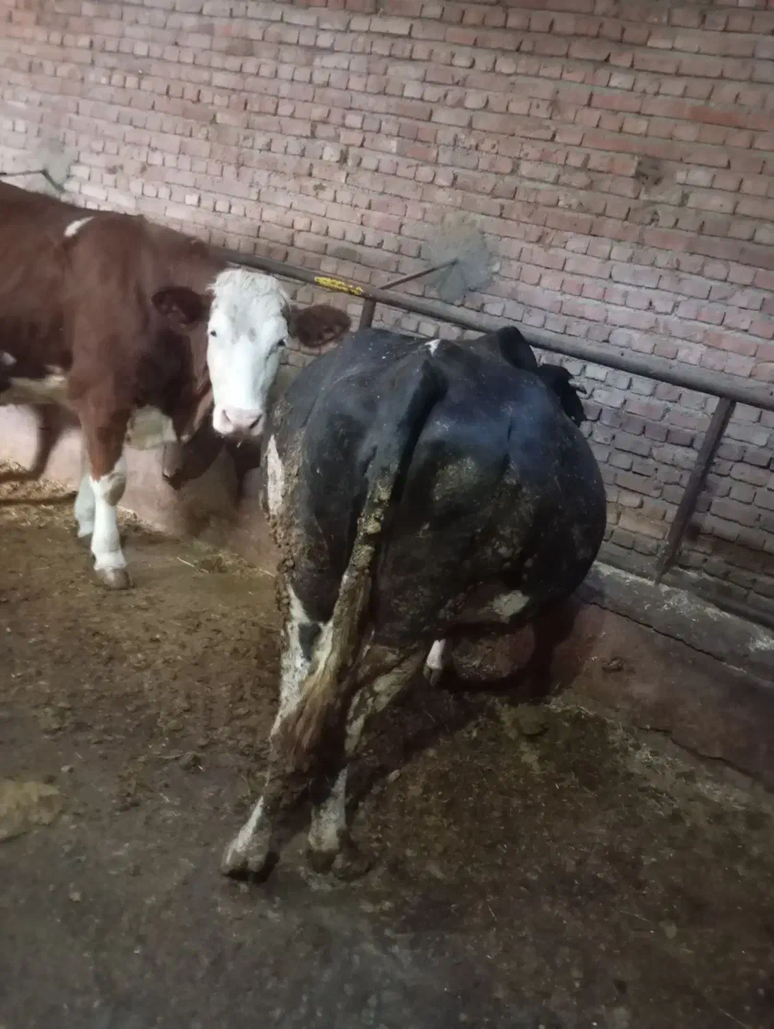 گاو|حیوانات مزرعه|نظر کهریزی, |دیوار