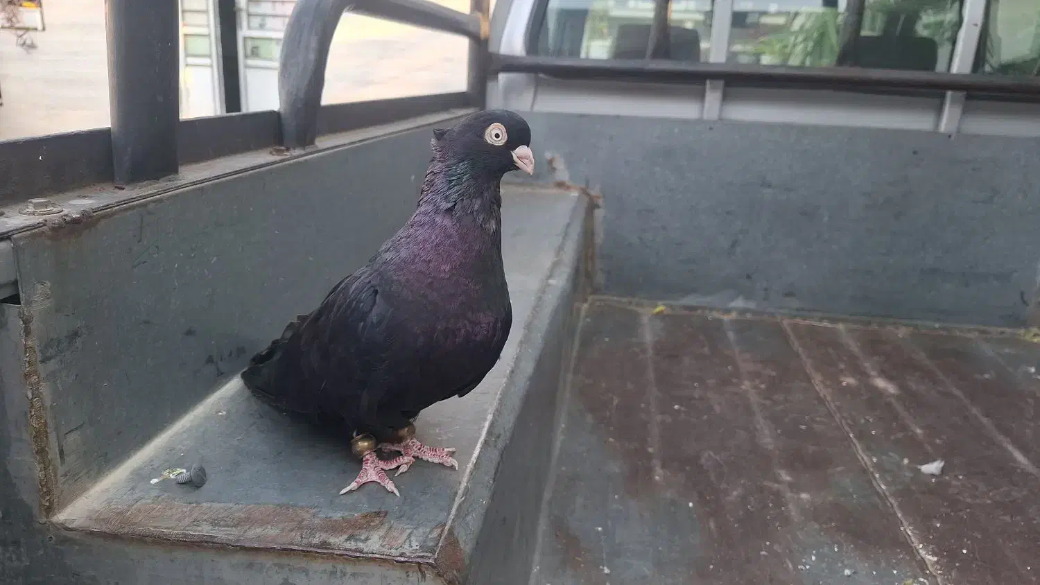 3جفت صرب معاوضه وفروش|پرنده|دوگنبدان, |دیوار