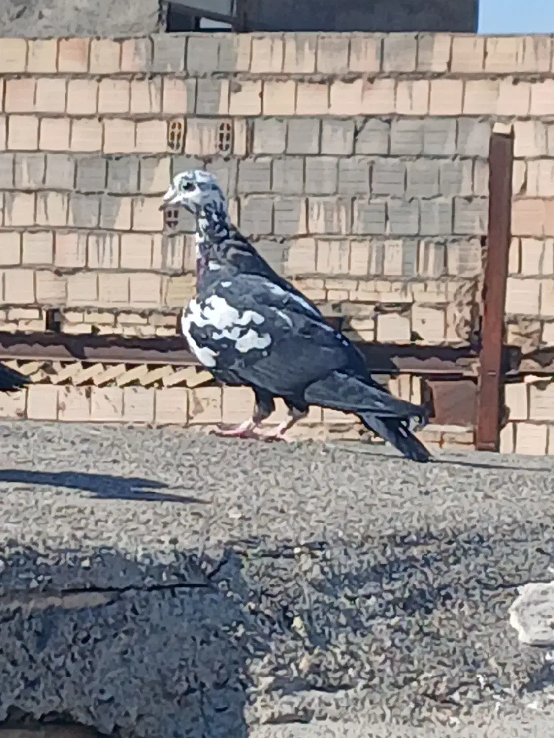 کفتر بیرجند|پرنده|مشهد, شهید قربانی|دیوار