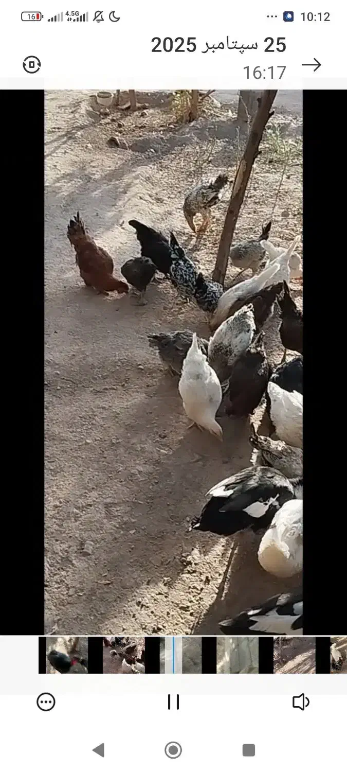 مرغ خروس بوقلمون اردک غاز|حیوانات مزرعه|کرمان, |دیوار