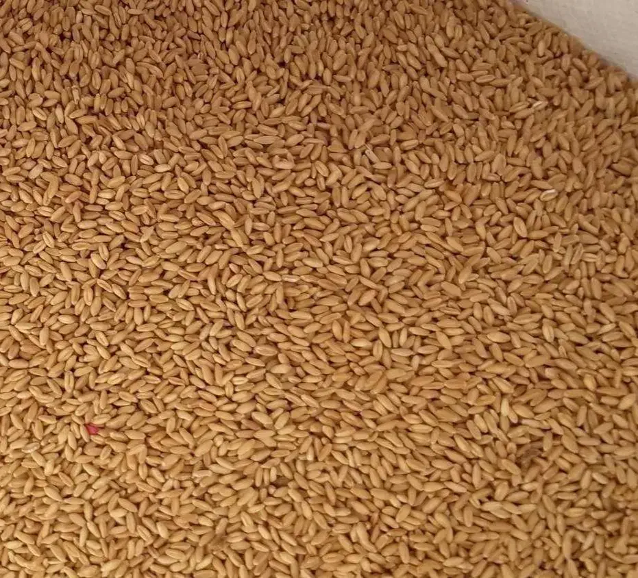 گندم دیم بذری|عمدهفروشی|سربند, |دیوار