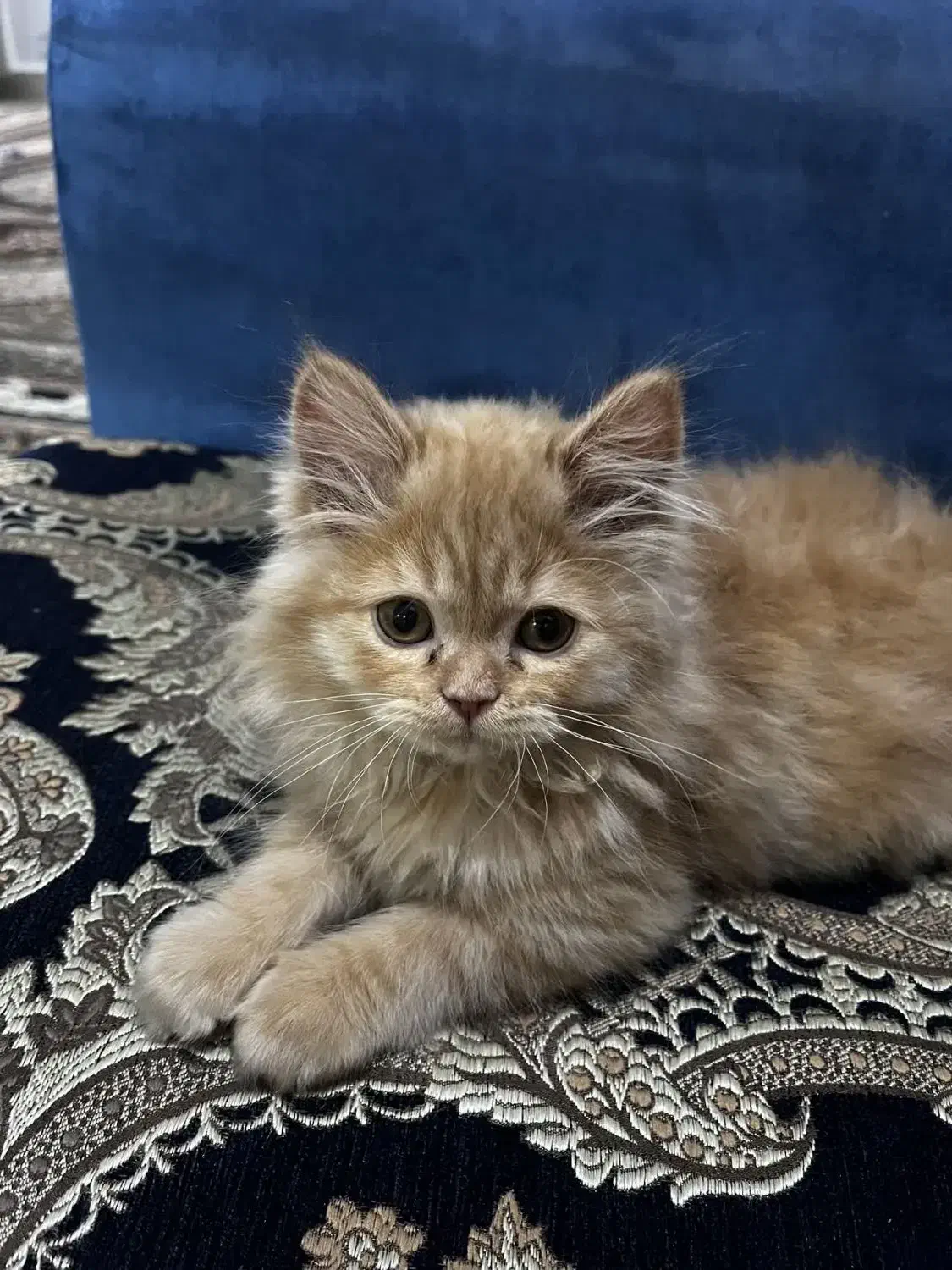 بچه گربه|گربه|میبد, |دیوار