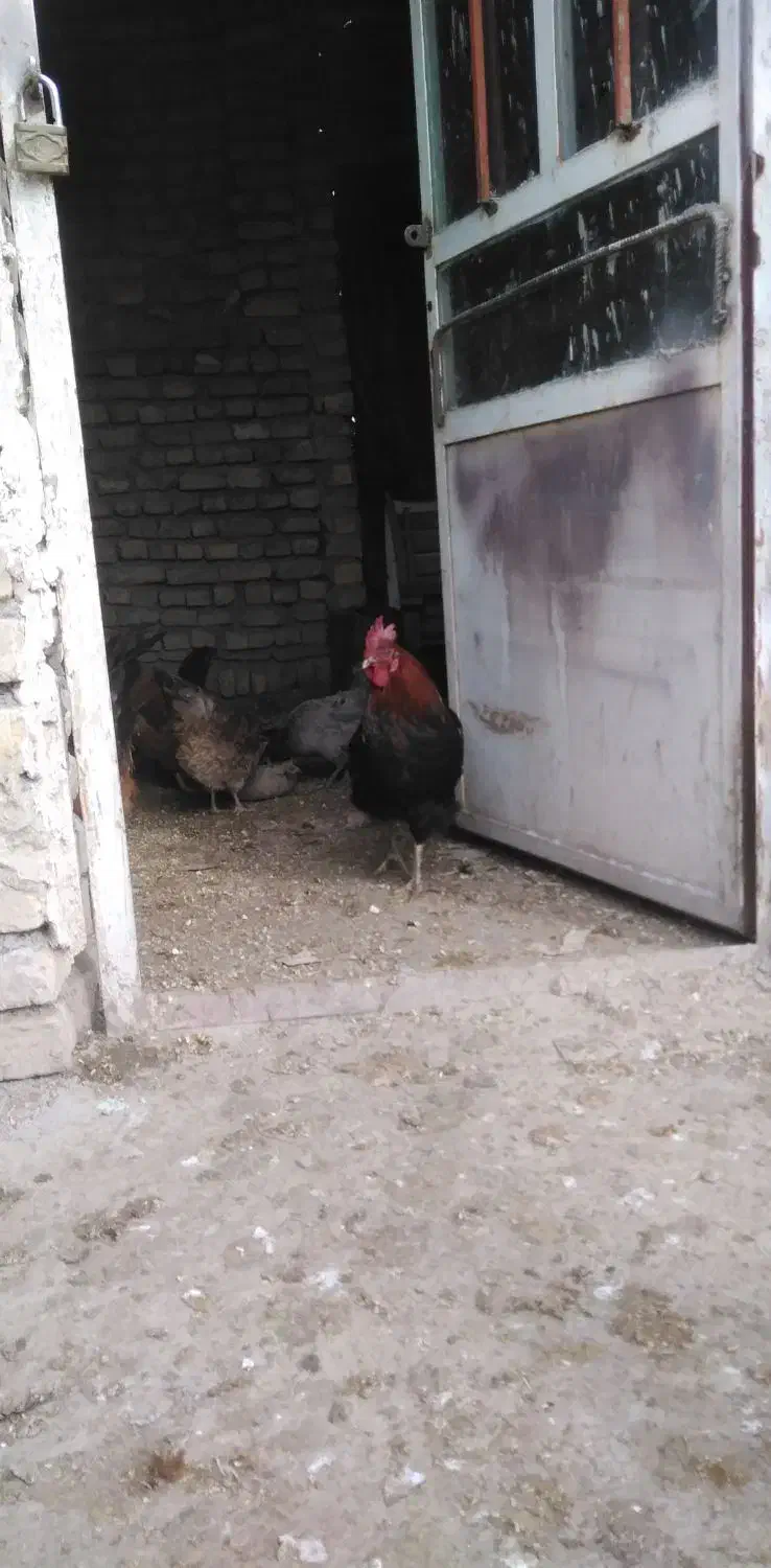 خروس|حیوانات مزرعه|گلپایگان, |دیوار