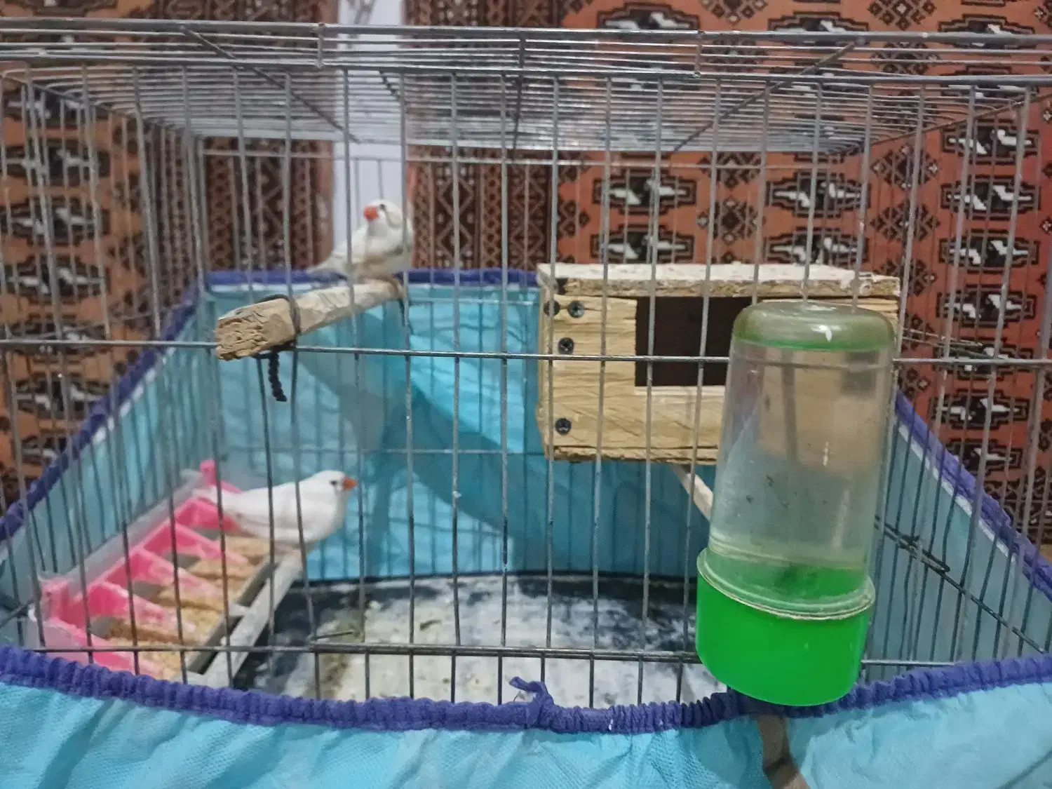 ی جفت فنج نرماده باقفس با کل وسایلش|پرنده|محمدیه-قزوین, |دیوار