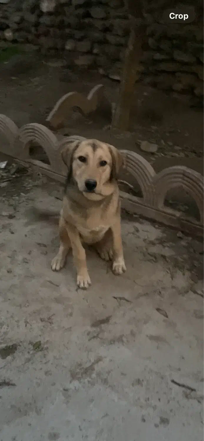 سگ پژدر|سگ|گرگان, |دیوار