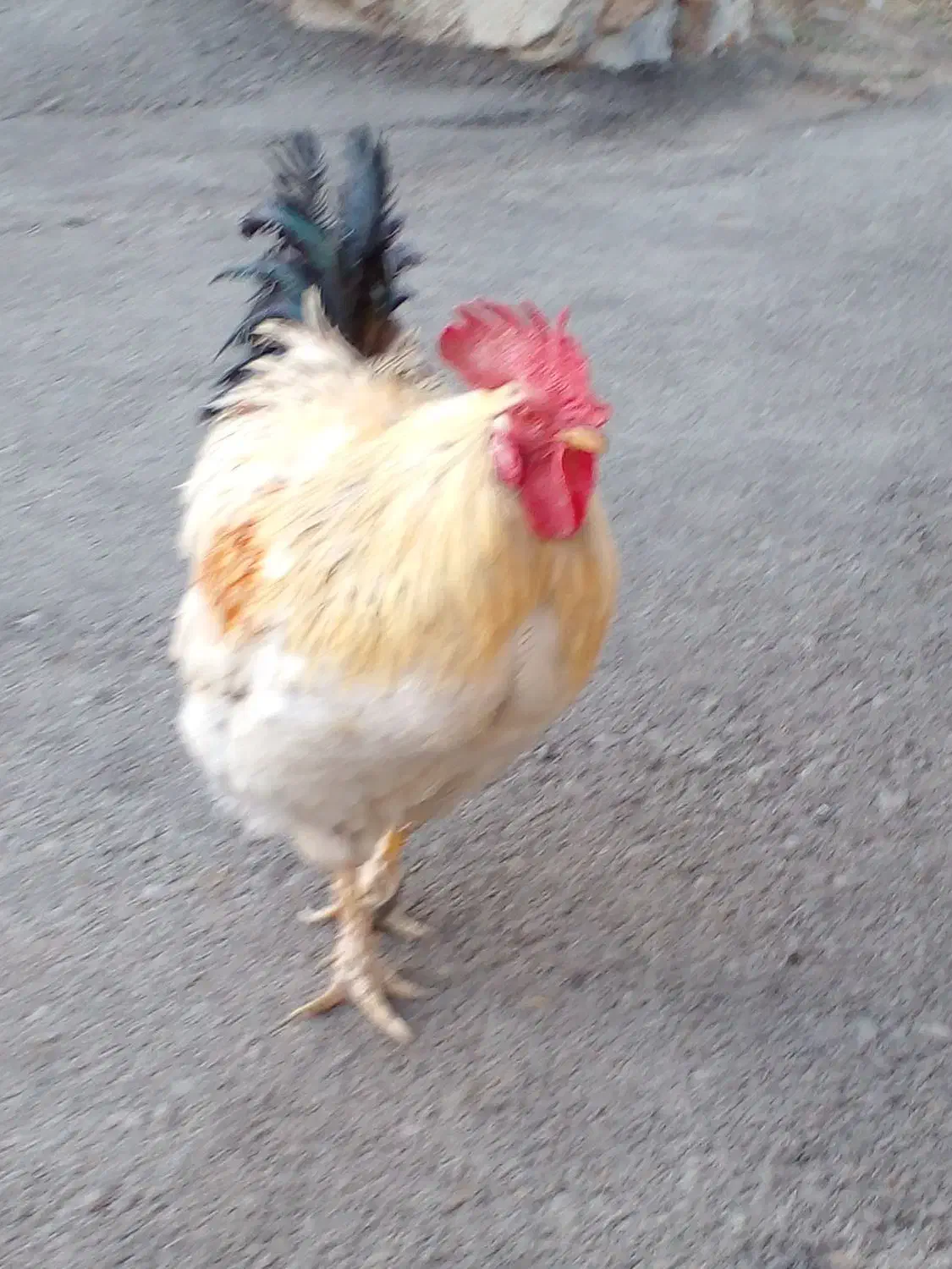 فروش حیوانات وخروس|حیوانات مزرعه|موچش, |دیوار