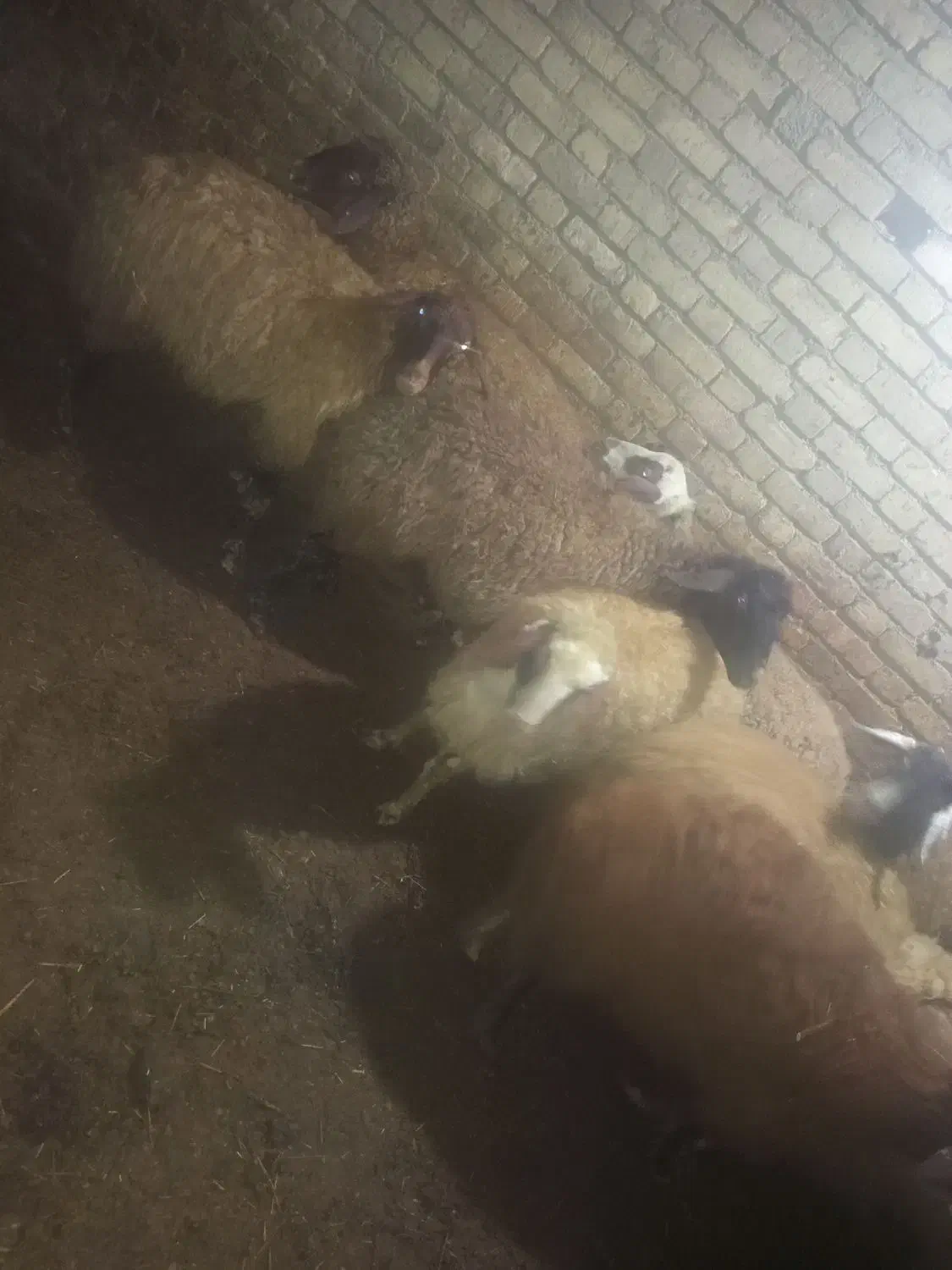 13راس گوسفند|حیوانات مزرعه|دهگلان, |دیوار