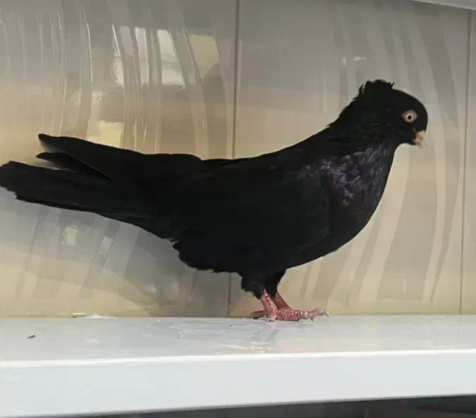 کبوتر زاغ|پرنده|کشکسرای, |دیوار