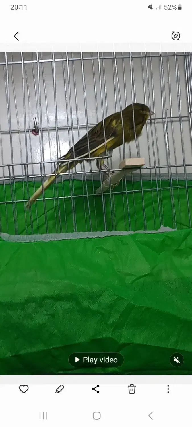 قناری رسمی|پرنده|ساری, |دیوار