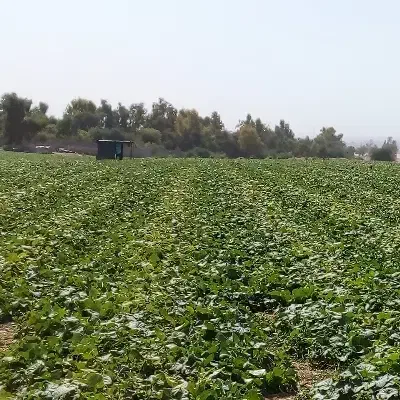 خانه|فروش زمین و ملک کلنگی|کوهدشت, |دیوار