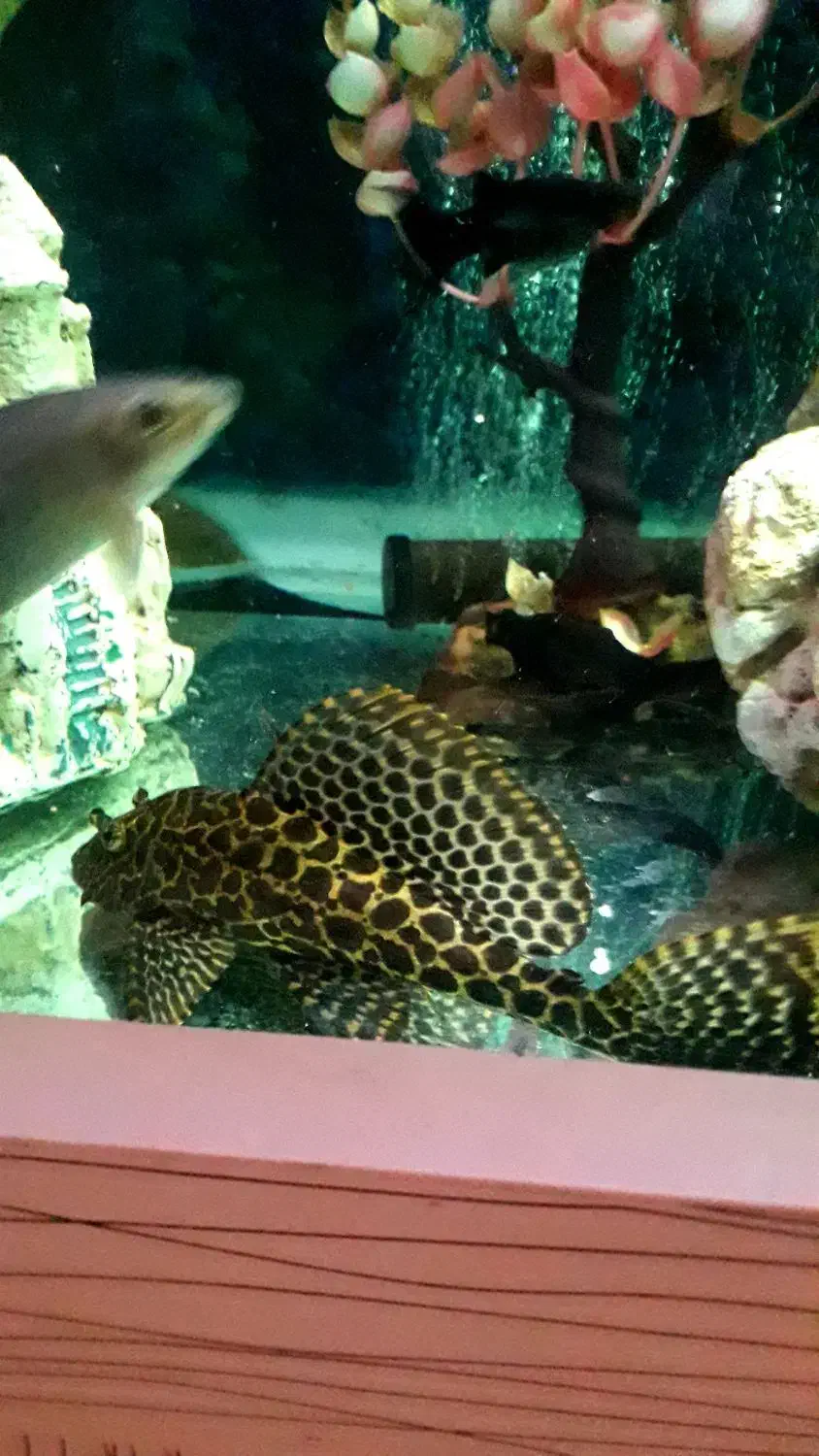 یک جفت کت فیش لجنخوار پلنگی|ماهی|کرج, شهرک علی ابن ابیطالب (کوثر)|دیوار