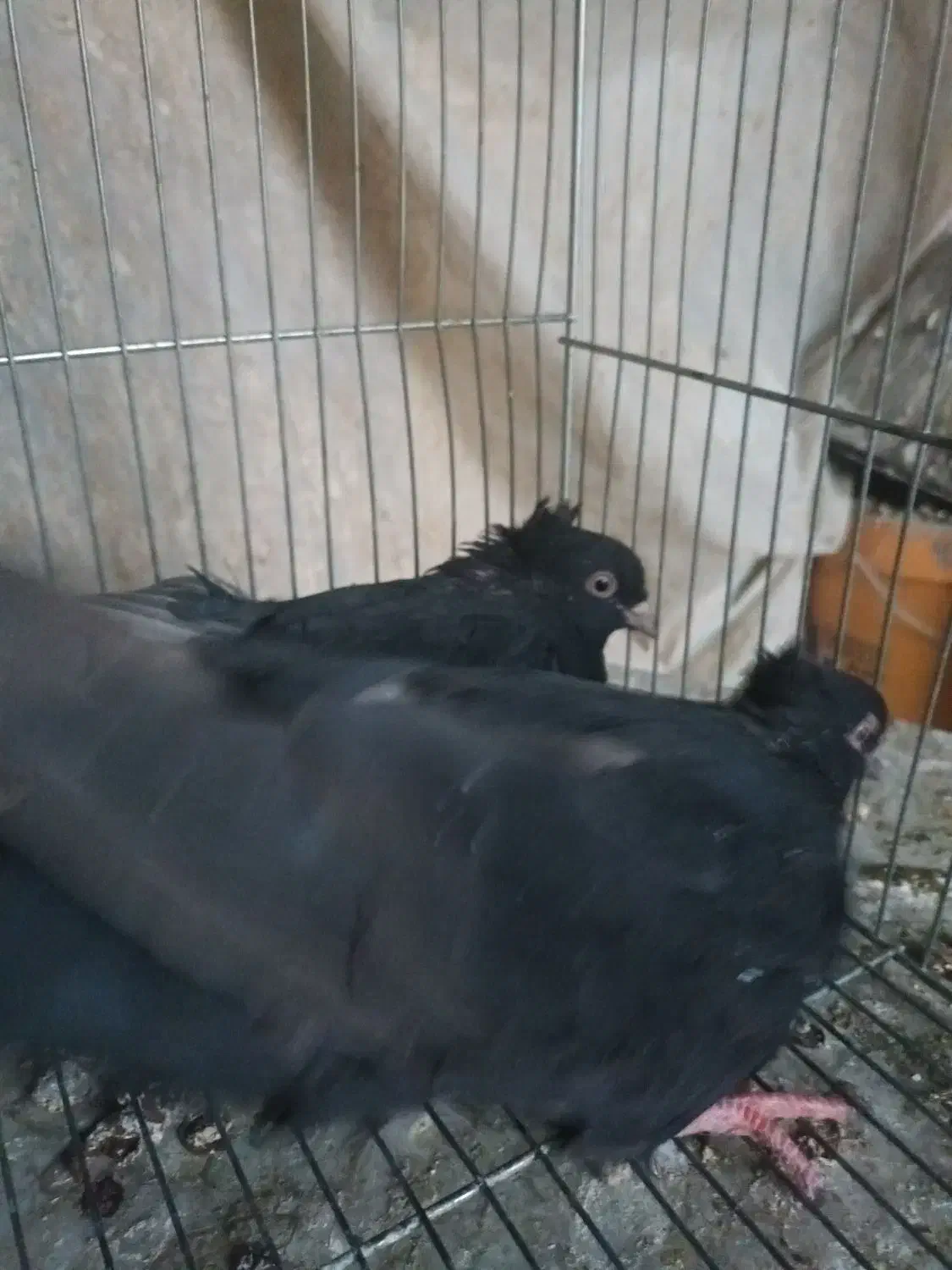 یک جفت زاغ آبادانی ۵۰۰|پرنده|نجفآباد, یزدانشهر|دیوار