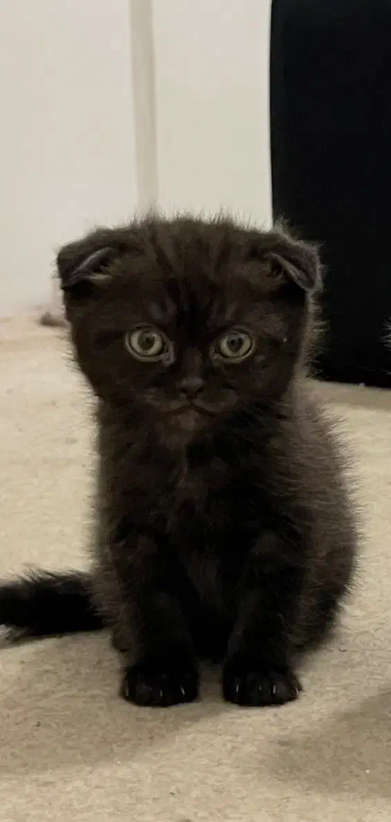 بچه گربه اسکاتیش|گربه|مشهد, شهرآرا|دیوار