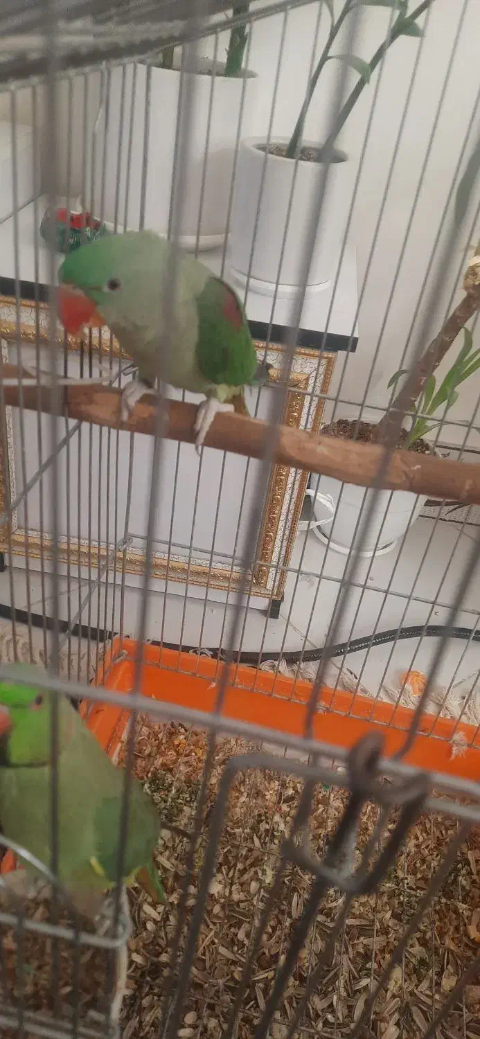 شاه طوطی نر ۴ماهه سخنگو به شرط|پرنده|بیرجند, |دیوار