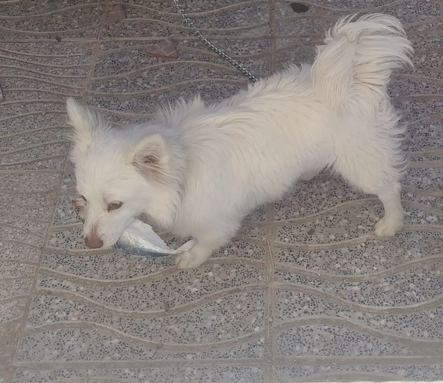 سگ خونگی|سگ|بافت, |دیوار