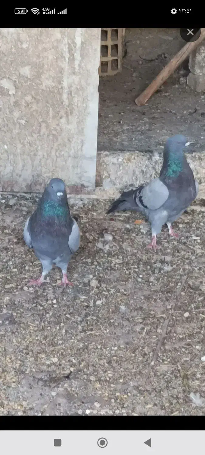 پرنده|پرنده|اصفهان, شهرک کاوه|دیوار