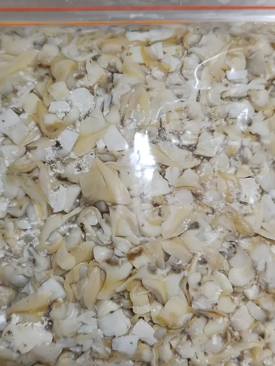 کالنگ‌یا‌صدف|ماهی|بندرعباس, |دیوار