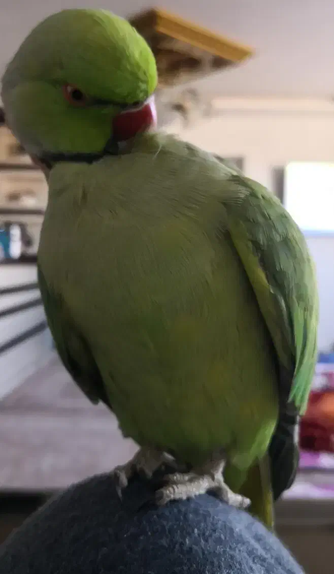 سهره قناری اهوازی. خرما|پرنده|اندیشه, اندیشه فاز ۱|دیوار