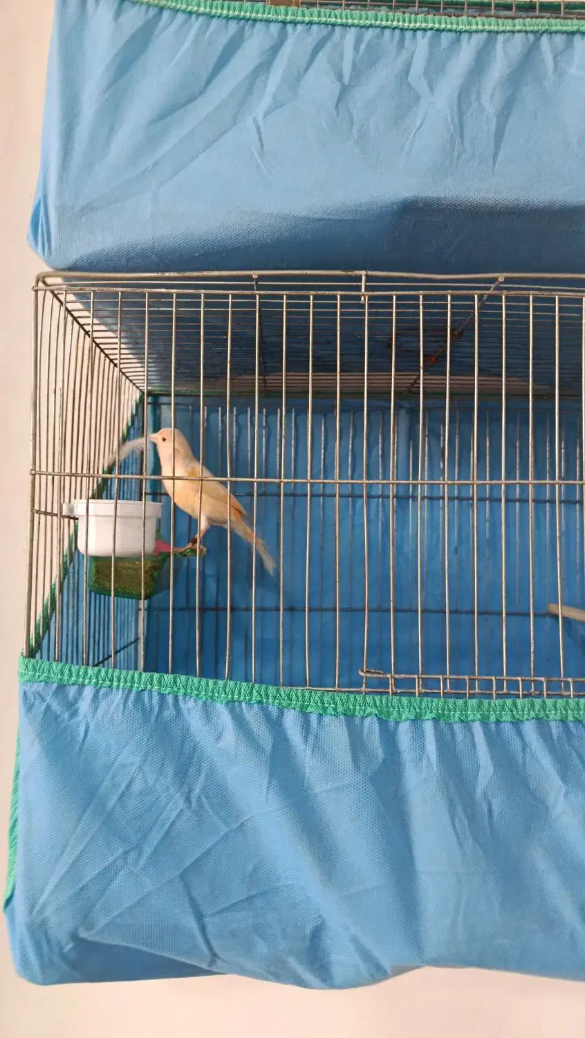 قناری نر و ماده موزایکی|پرنده|صحنه, |دیوار