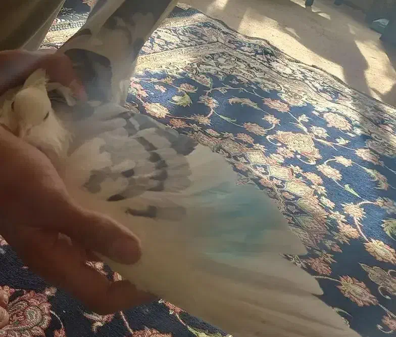 کبوتر ساتن|پرنده|شاهینشهر, گزبرخوار|دیوار