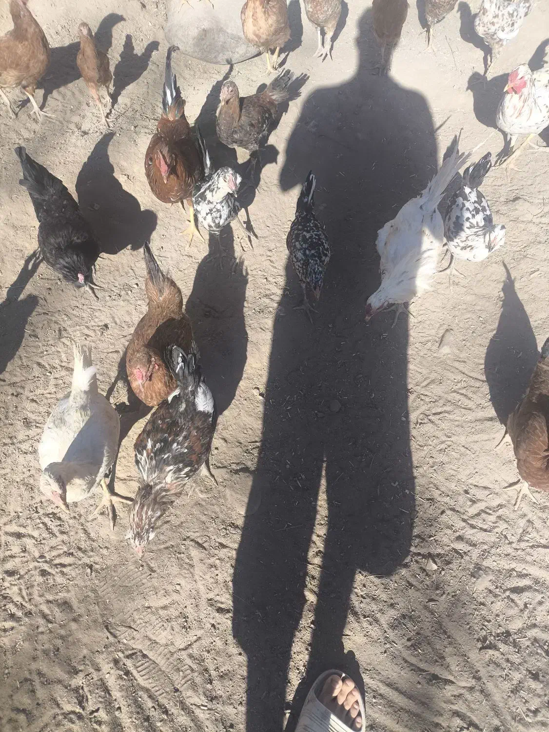 مرغ و خروس و جوجه|حیوانات مزرعه|تویسرکان, |دیوار