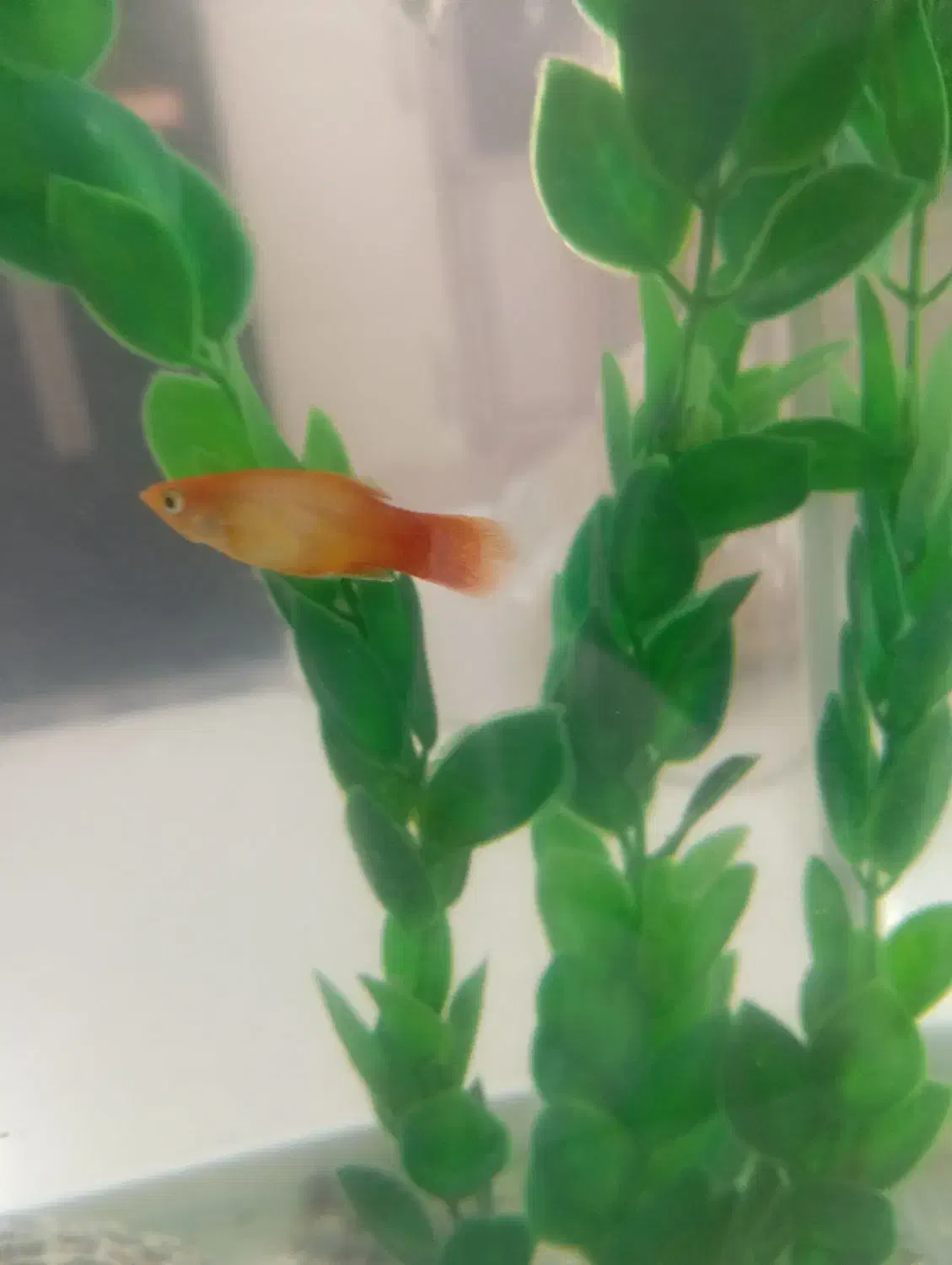 ماهی پلاتی|ماهی|بندرعباس, |دیوار