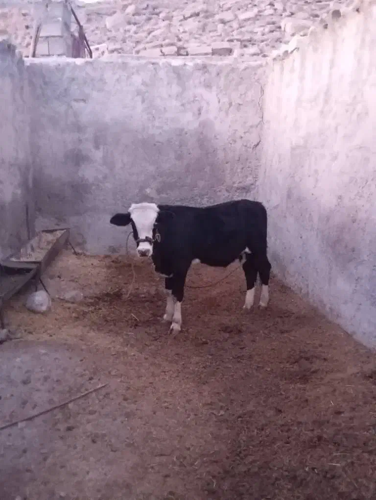 گوساله نر|حیوانات مزرعه|ملکشاهی, |دیوار