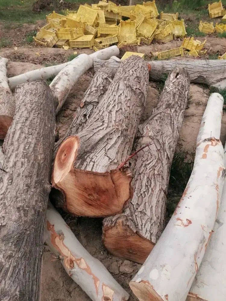 خرید چوب و درخت. میوه ای چنار صنوبر گردو کاج|خدمات باغبانی و درختکاری|کرج, سی متری صنعتکاران|دیوار