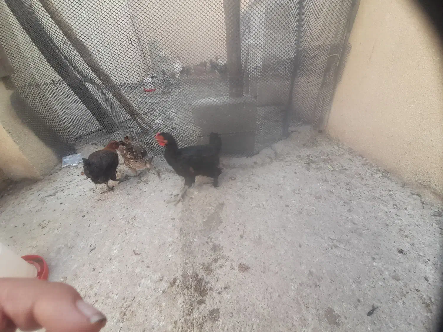 مرغ|پرنده|دهدشت, |دیوار