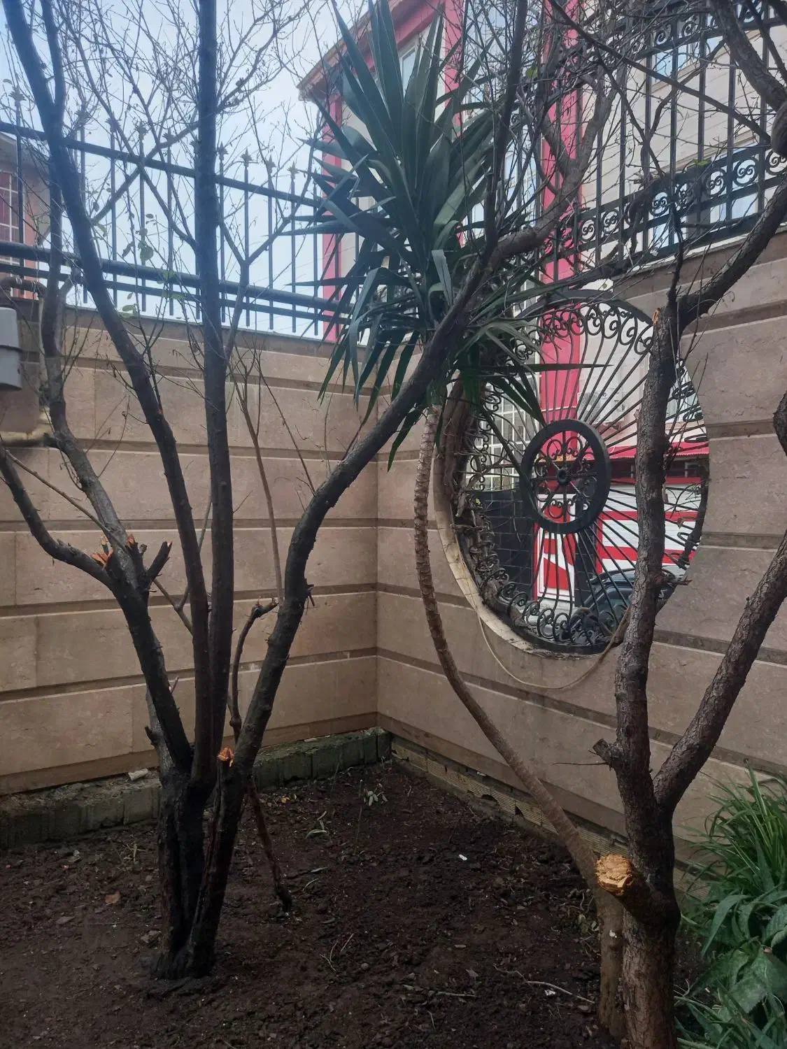 دوعدد گل یوگا|گل و گیاه طبیعی|تالش, هشتپر|دیوار