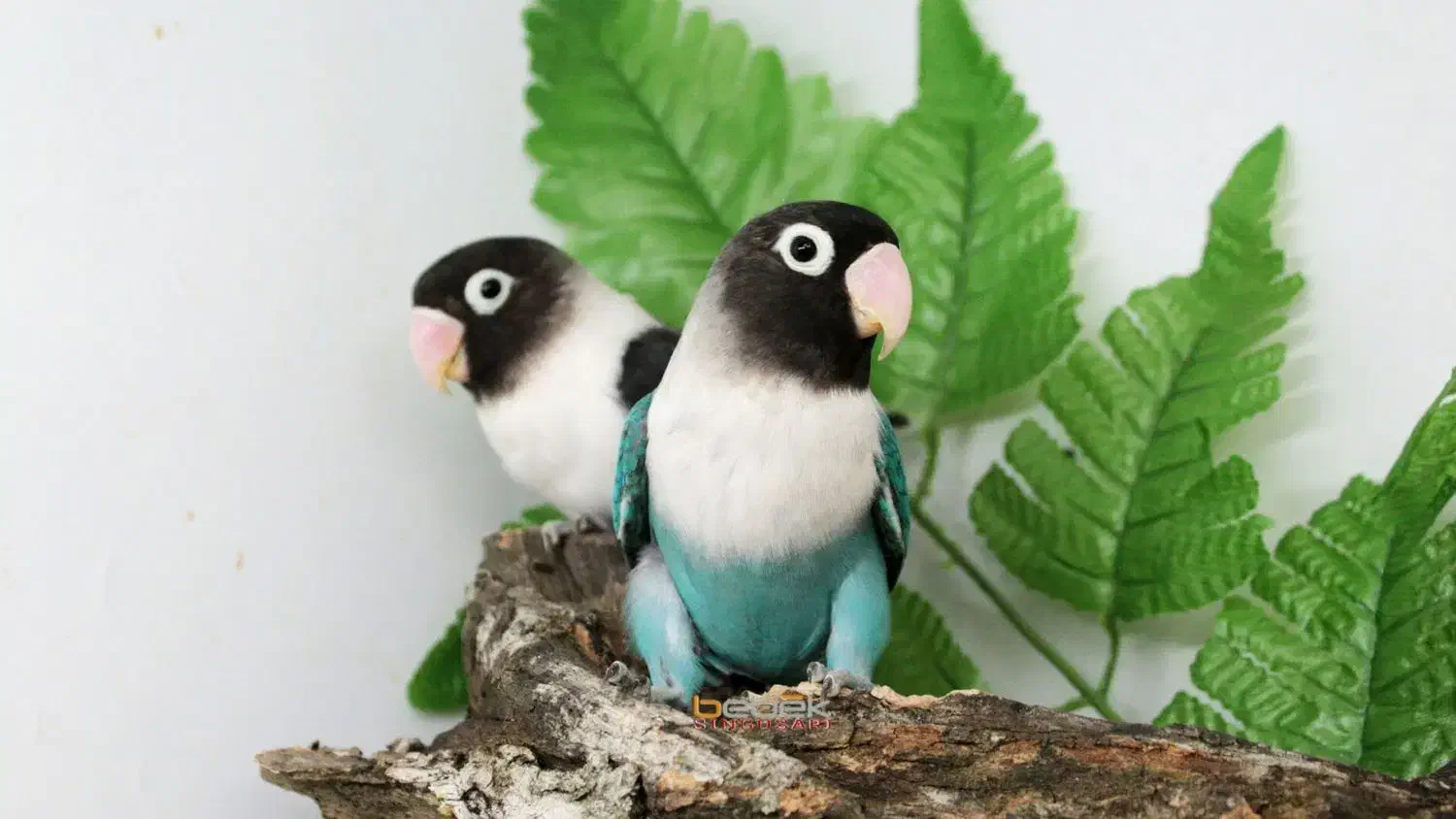 فروش|پرنده|آذرشهر, |دیوار