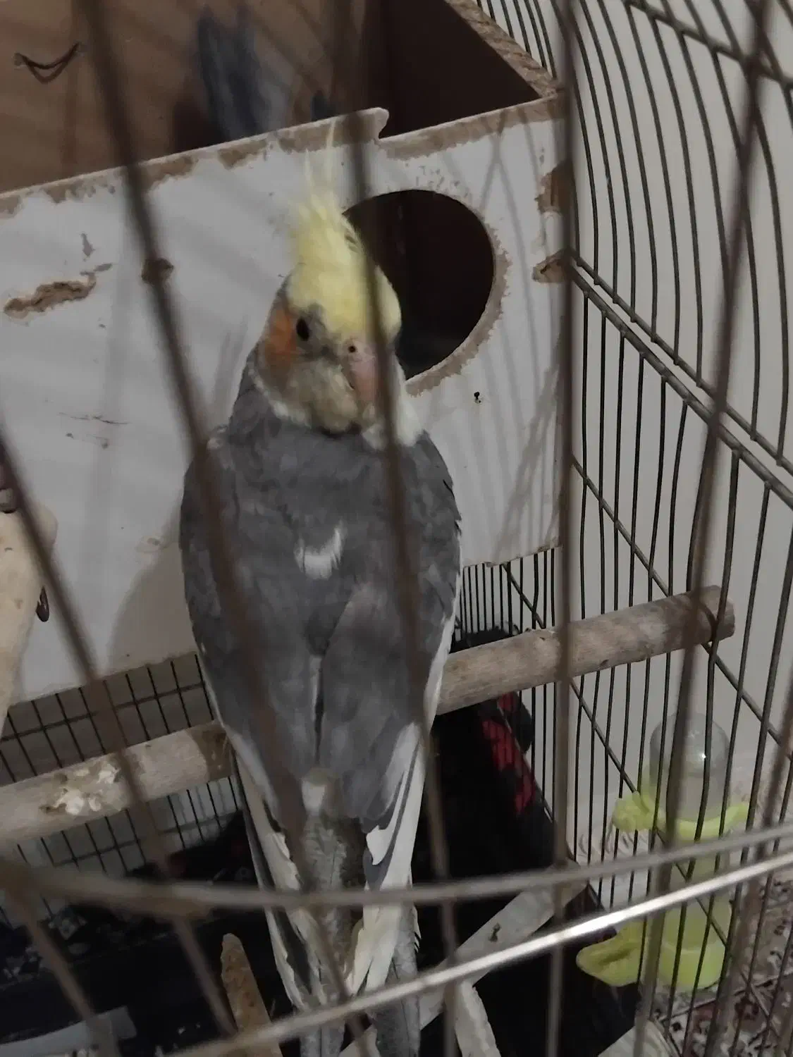 معاوضه عروس هلندی|پرنده|رودهن, |دیوار