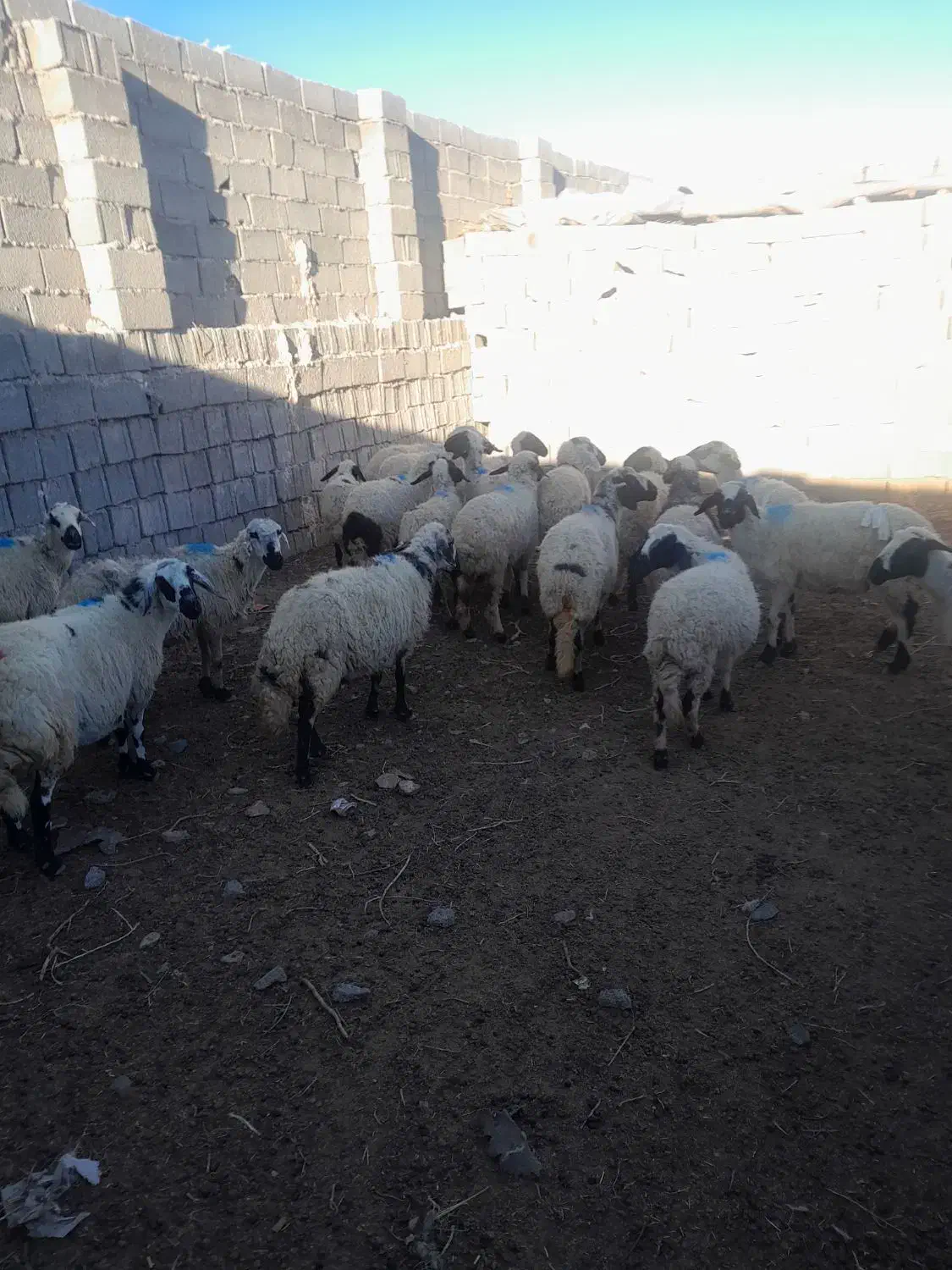 میش|حیوانات مزرعه|رفسنجان, |دیوار