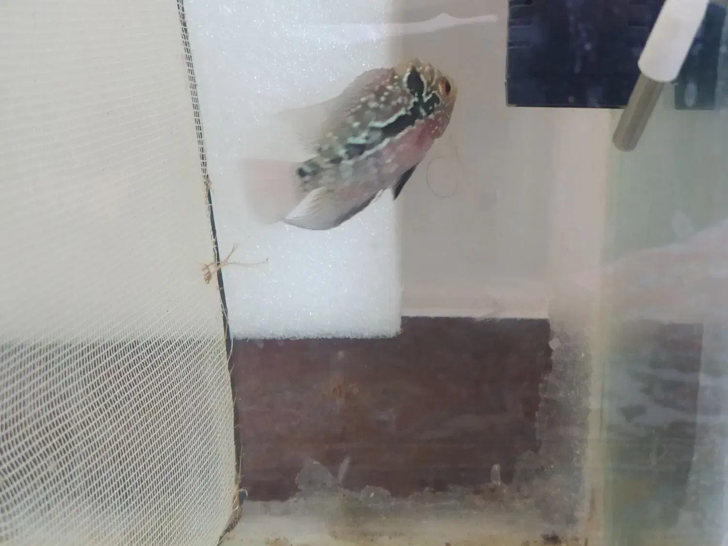 جوجه ماهی فلاور هورن kml و ماهی اسکار آلبینو|ماهی|ملایر, |دیوار