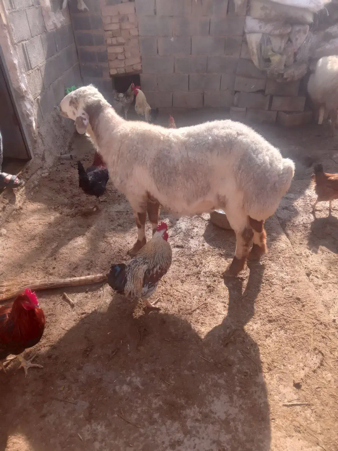 قوچ|حیوانات مزرعه|مانه, |دیوار