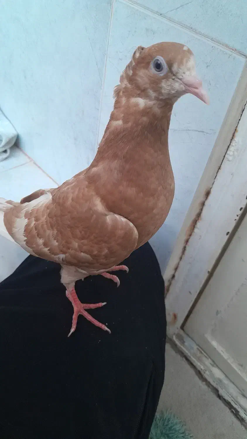 کبوتر|پرنده|شاهینشهر, حاجی آباد|دیوار