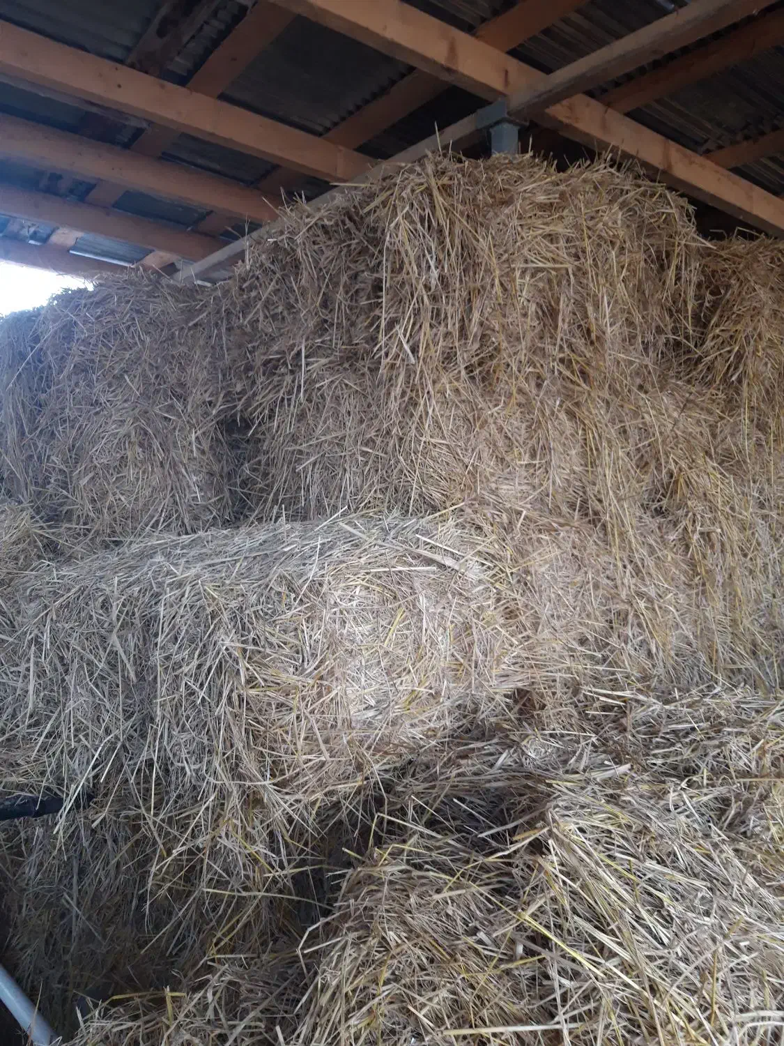 کاه برنج|حیوانات مزرعه|آستانه اشرفیه, |دیوار