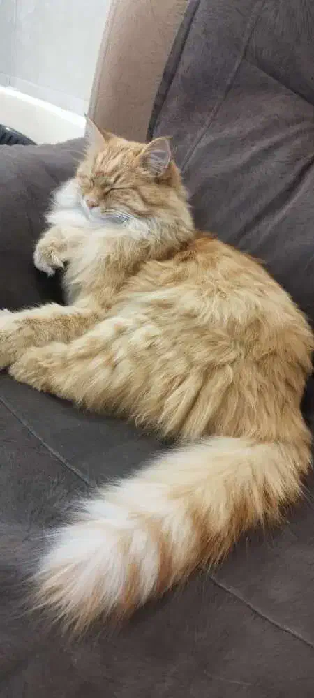 گربه گم شده|گربه|یزد, |دیوار