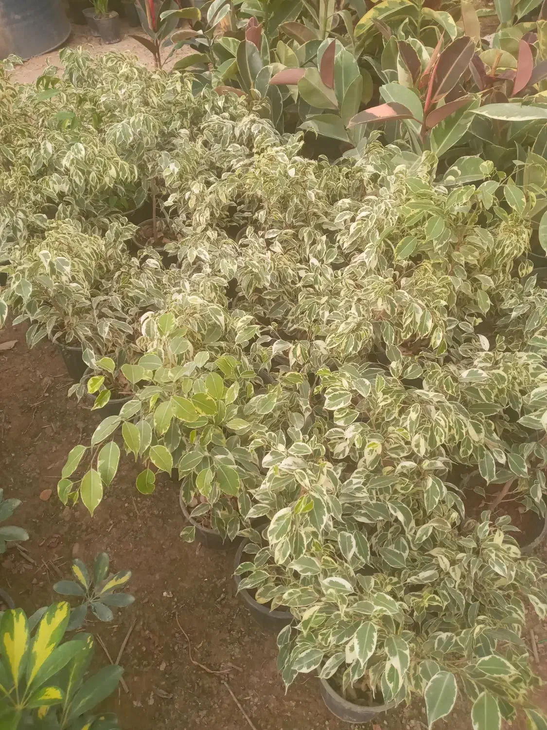 گل زینتی دونه ۱۲۰هزارحراج|گل و گیاه طبیعی|خمینی‌شهر, |دیوار