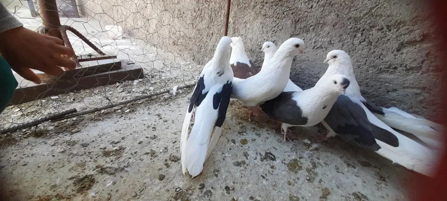 پشدار قدبلند|پرنده|زرند, |دیوار