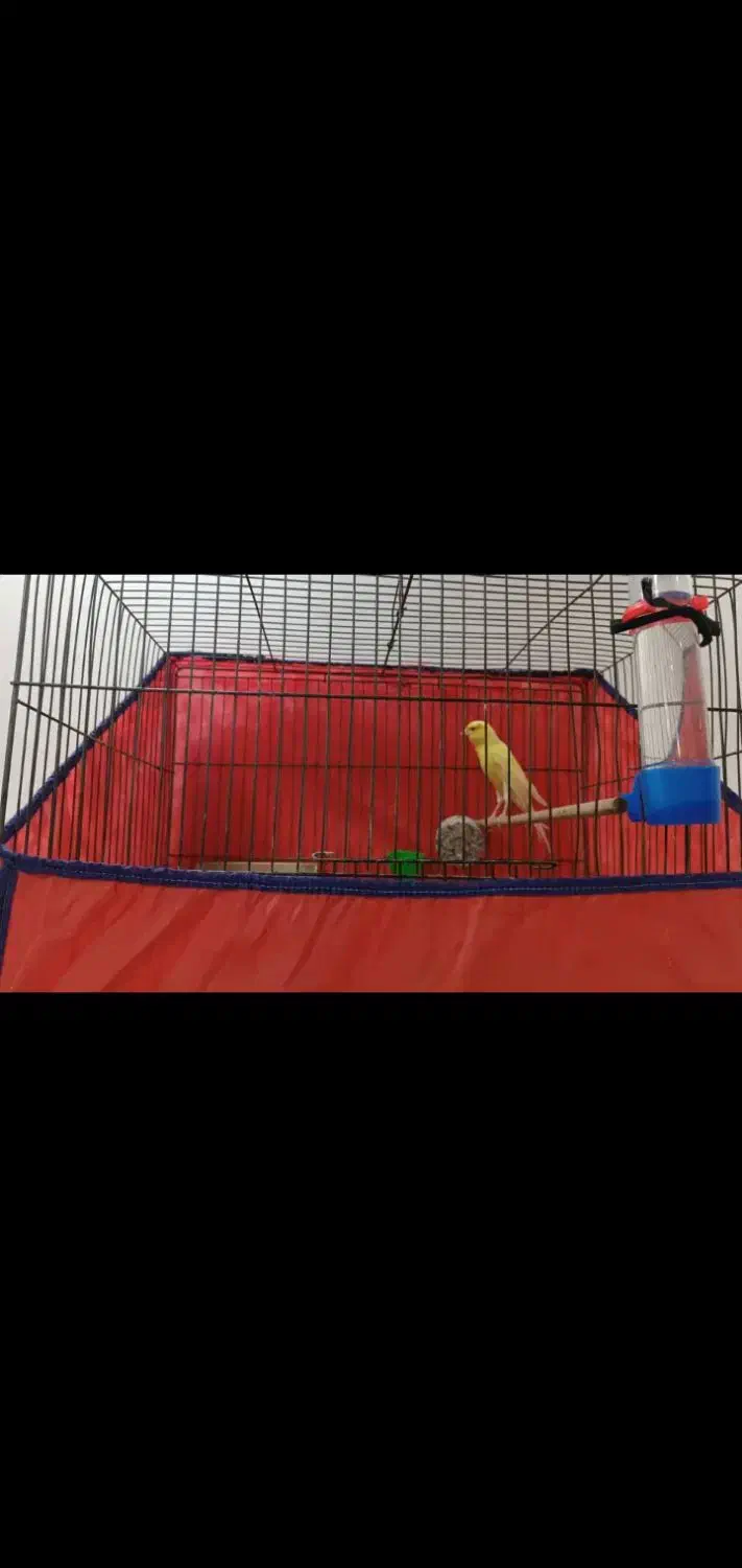 پرنده قناری|پرنده|ازنا, |دیوار