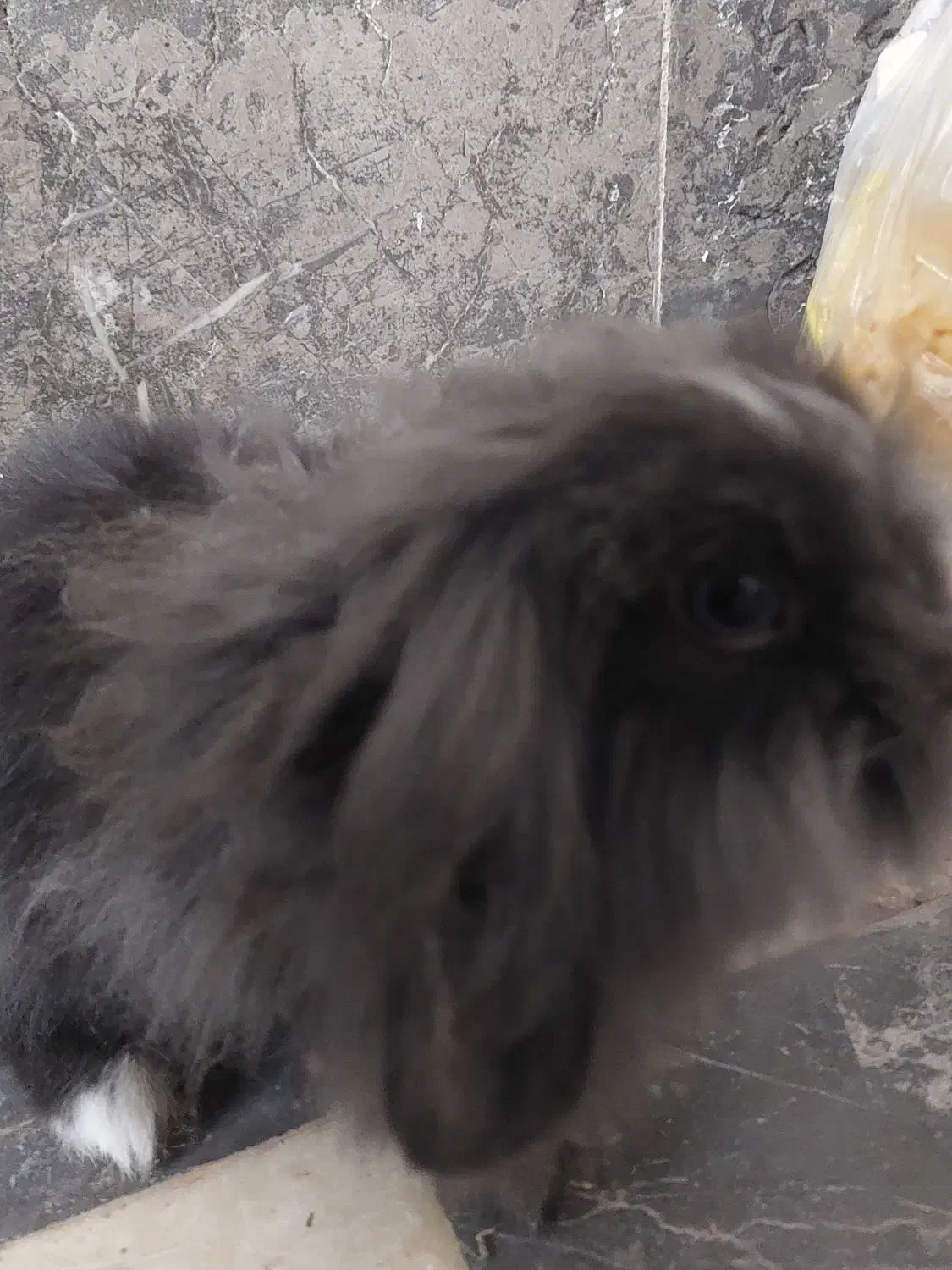 خرگوش لوپ چشم آبی اصیل|موش و خرگوش|قم, لسانی|دیوار