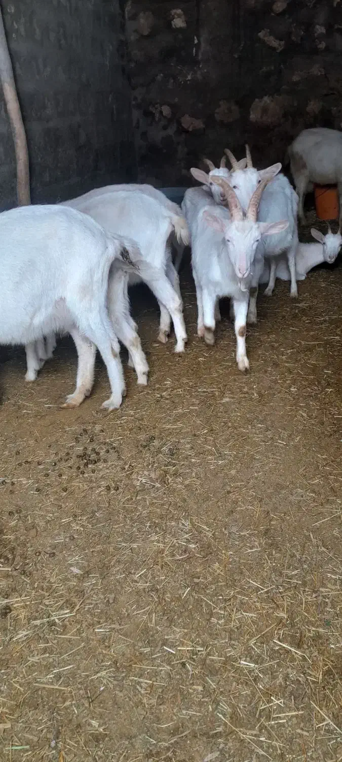 بزسانن|حیوانات مزرعه|زیویه, |دیوار