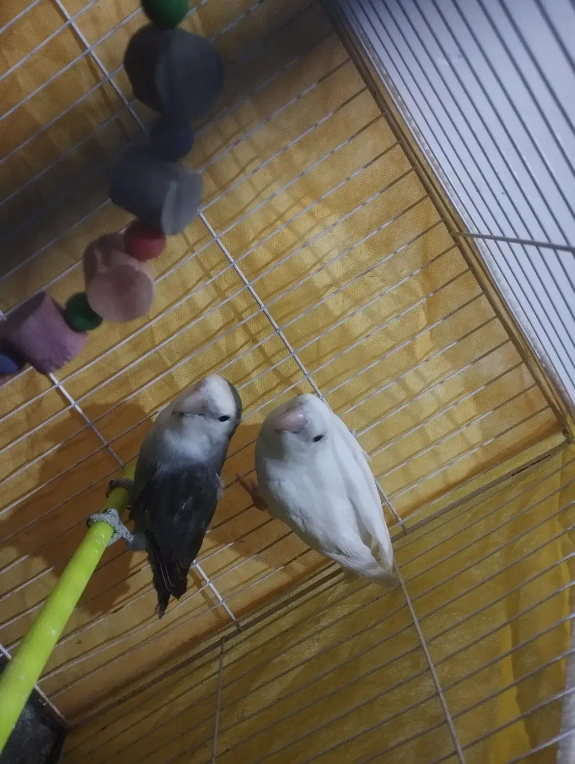 جفت کوتوله برزیلی|پرنده|تربت جام, امام|دیوار